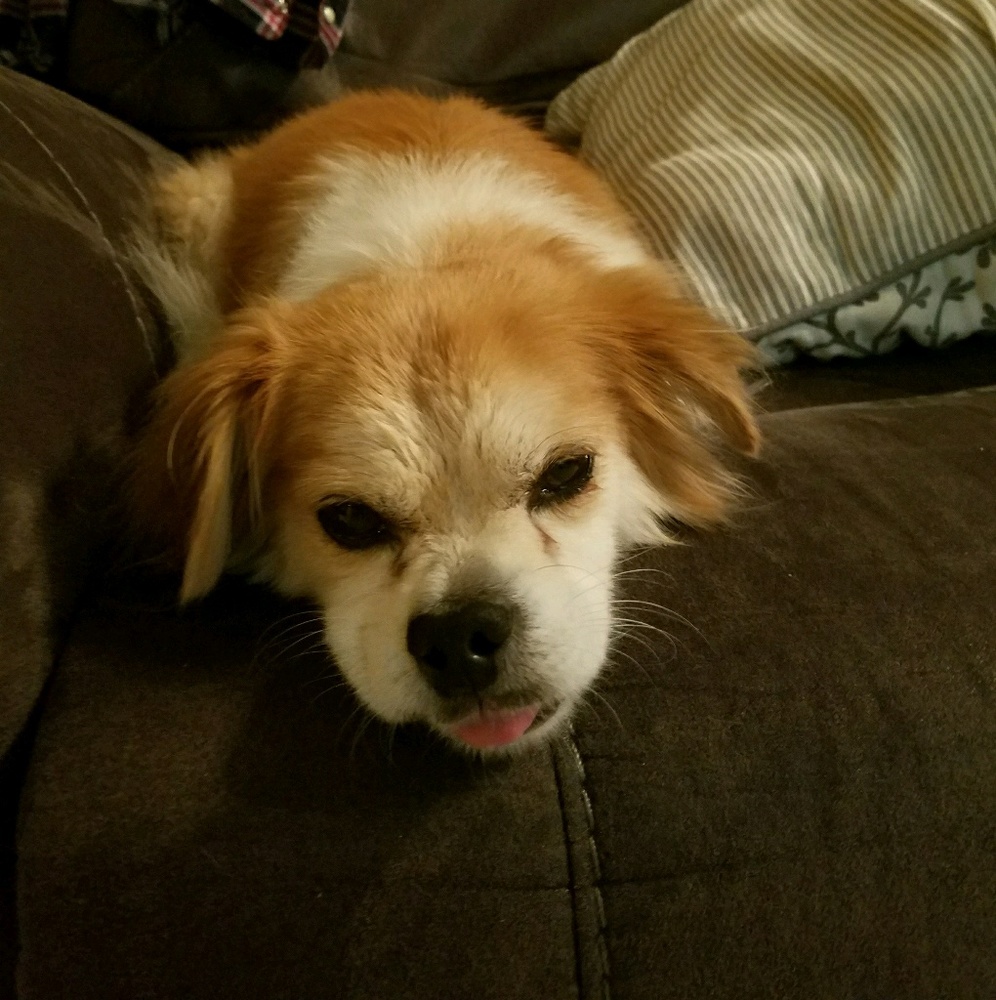 Meet your Posher, Amanda